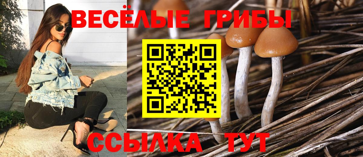 Щёлково  Галлюциногенные грибы Psilocybe  Вход с VPN 